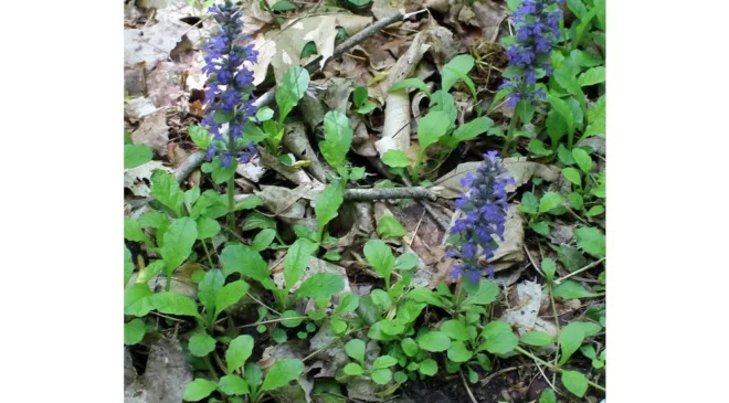 Trail Talk: A challenging trek on the Bruce Trail