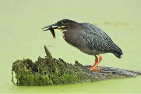 Birders flock to Lansing for urgent plea: Help before it’s too late | Bridge Michigan