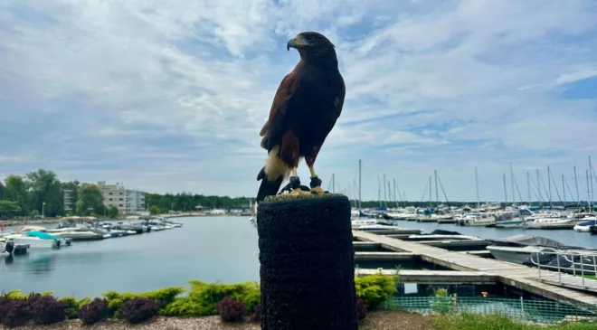 Birds of prey pilot deterring geese at Port Elgin harbour