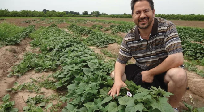 Canada’s sweet potato production bottlenecked, says production report