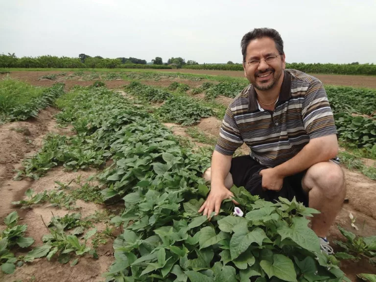 Canada’s sweet potato production bottlenecked, says production report