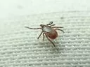 ‘Earlier than ever’: London region records season’s first Lyme disease case