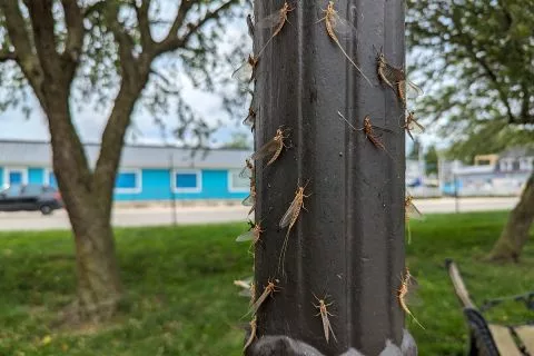 Get ready for amorous mayflies, Michigan, and the smelly crunch of love