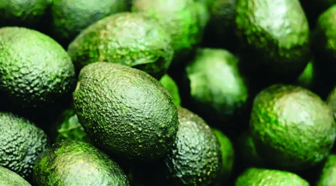 Global avocado industry gears up for growth despite water issues