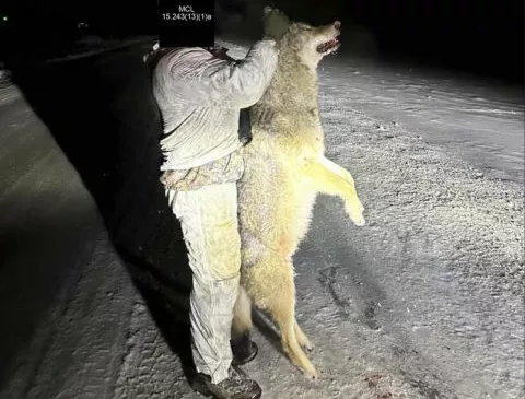 Prosecutor won’t charge hunter in southern Michigan wolf kill