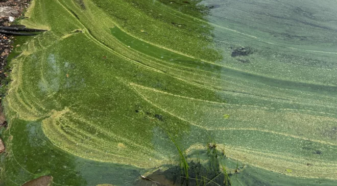 Blue-green algae bloom detected in Lake Scugog