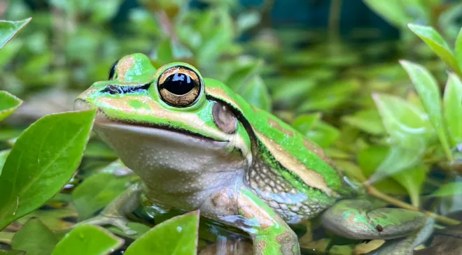 How ‘frog saunas’ could help save endangered species from the devastating chytrid fungus