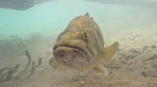 I Speak for the Fish: The Quest for a Largemouth | Great Lakes Now