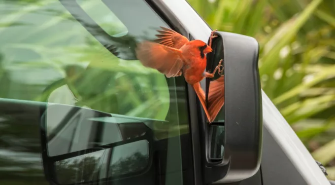 Know your birds: Woodpeckers of North America