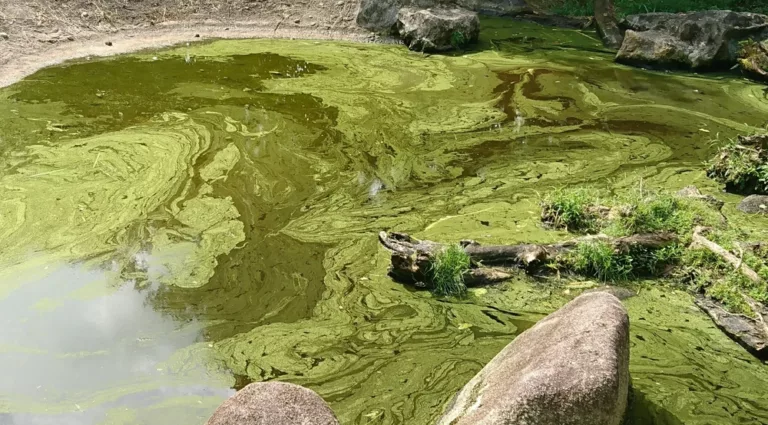 Public continues to be left in the dark about blue-green algae blooms in cottage country