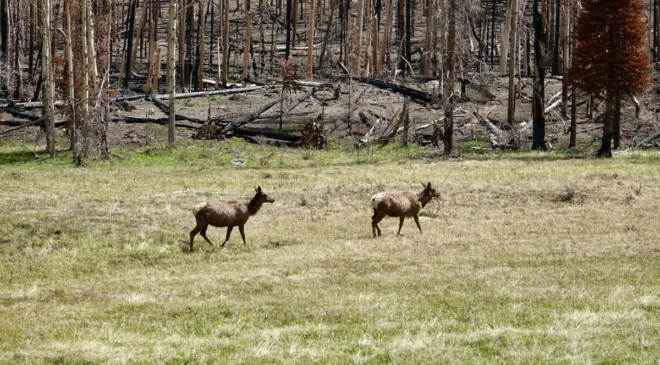 Actively maintaining your woodlot—no matter its size—can fight climate change and even help your bank account