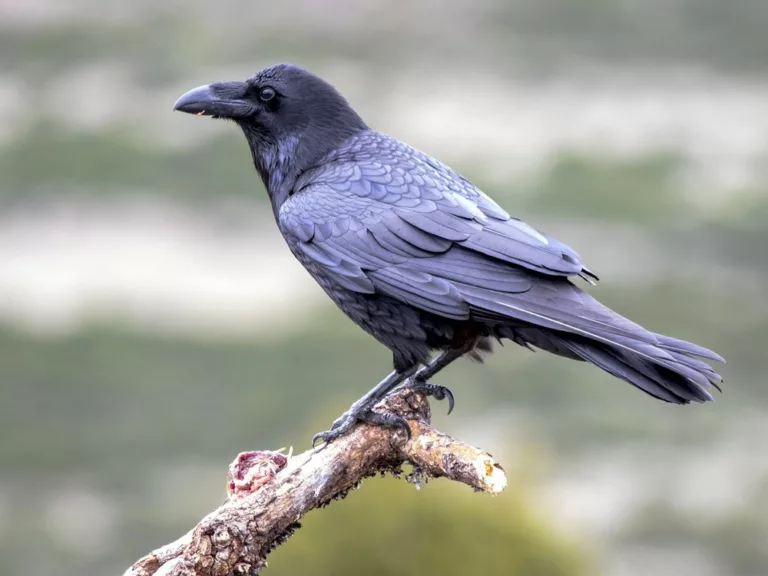 Crow from Grey-Bruce tests positive for West Nile Virus