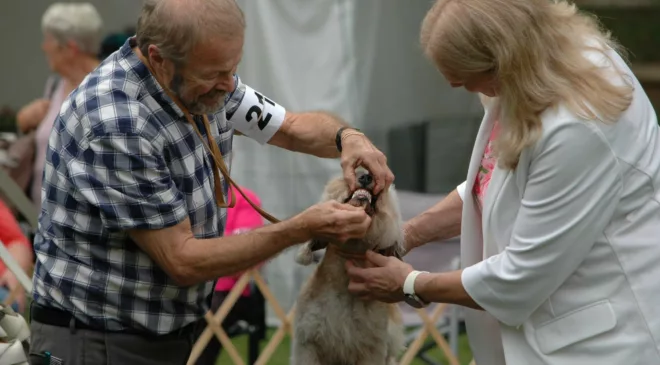 Dog show in Harrison Park here for three days