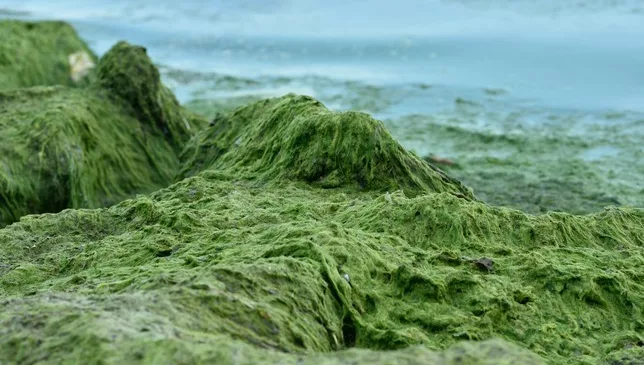 Lake Eugenia blue-green algae bloom positive for dangerous toxins