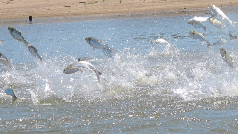 Trump memo seeks to protect Great Lakes from invasive carp, backs barrier project