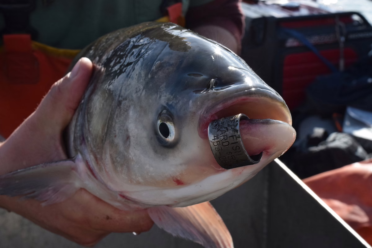 Tiny fish tags helped identify oldest recorded lake trout in Lake Michigan