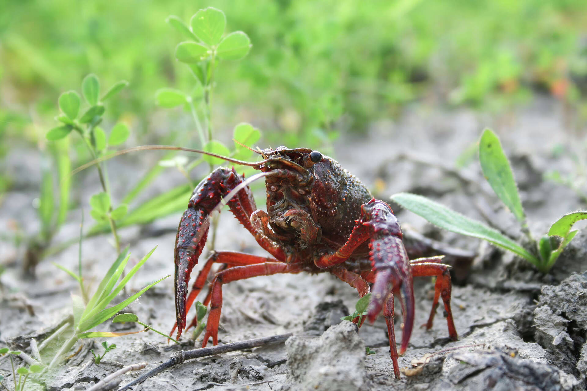 DNR staff found a red swamp crayfish in a fish rearing pond. Why that’s a problem