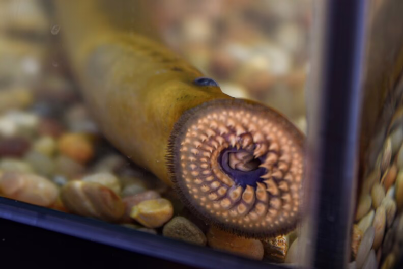 EPA grant will fund barrier to stop spread of sea lamprey in Grand River
