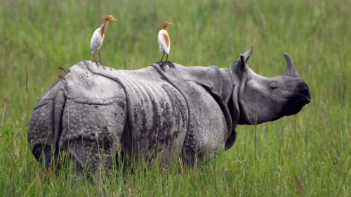 Baranyai: Could radioactive isotopes save rhinos?