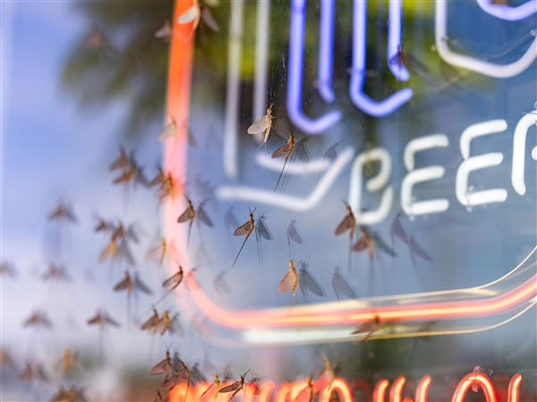 Climate change and pollution threaten the beloved mayfly's future Climate change and pollution threaten the beloved mayfly's future