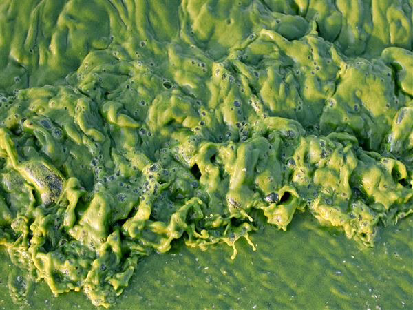 Toxic algae bloom spreads across Lake Erie Toxic algae bloom spreads across Lake Erie