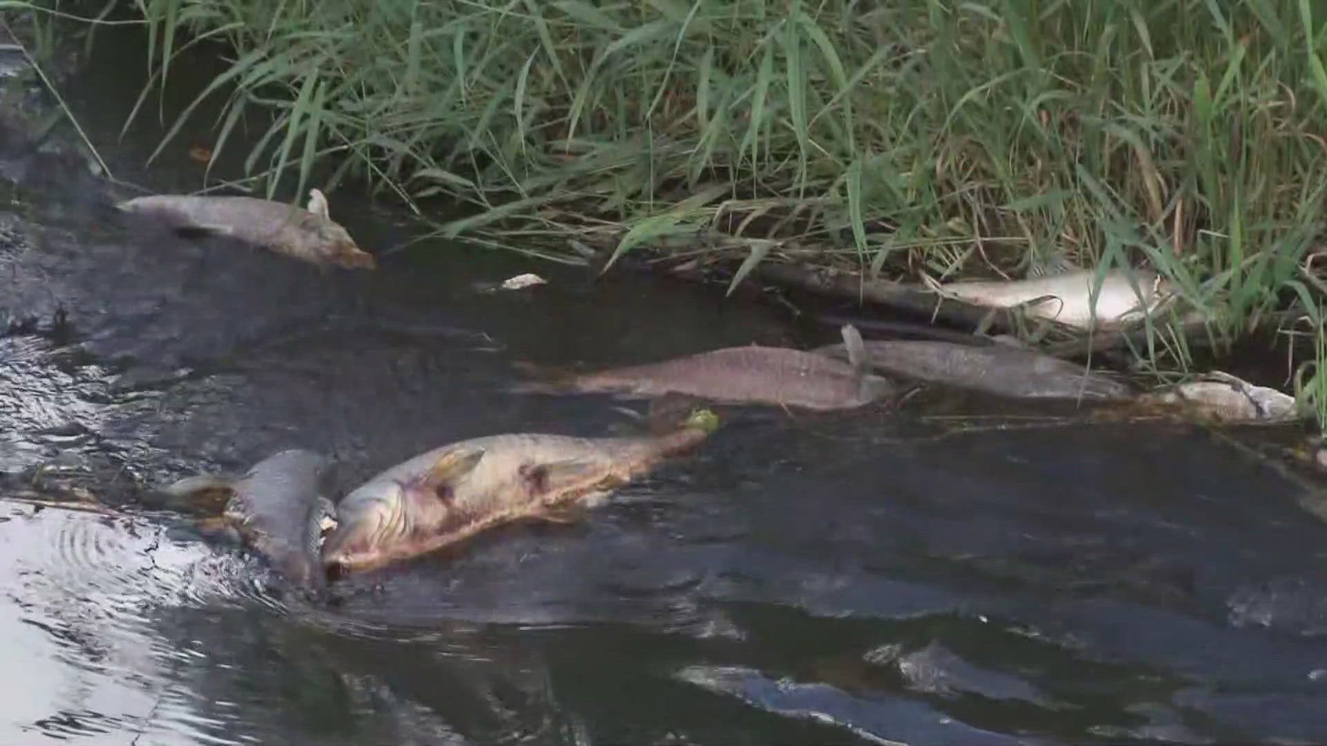 DEC provides update following a massive fish die-off in Ischua Creek DEC provides update following a massive fish die-off in Ischua Creek