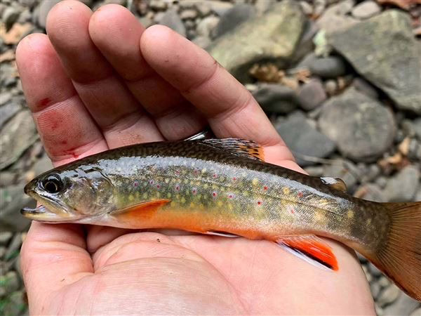 Erie steelhead anglers asked to report fish they catch without a small fin. Here’s why Erie steelhead anglers asked to report fish they catch without a small fin. Here’s why