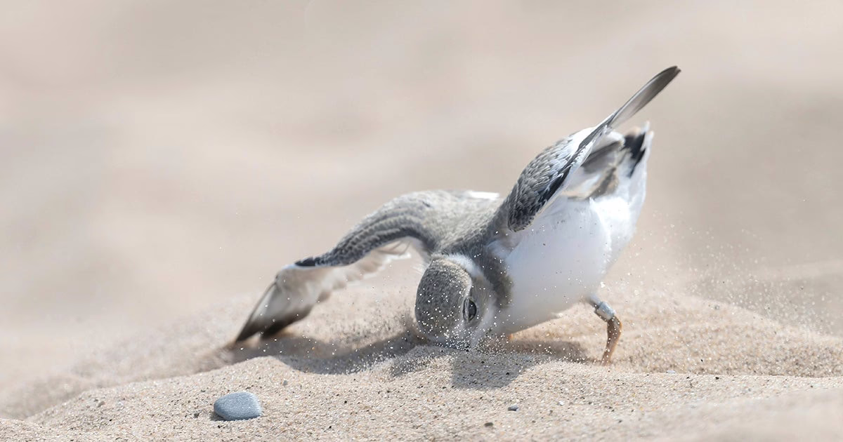 Rare Great Lakes piping plovers rebound in northern Michigan at record rates