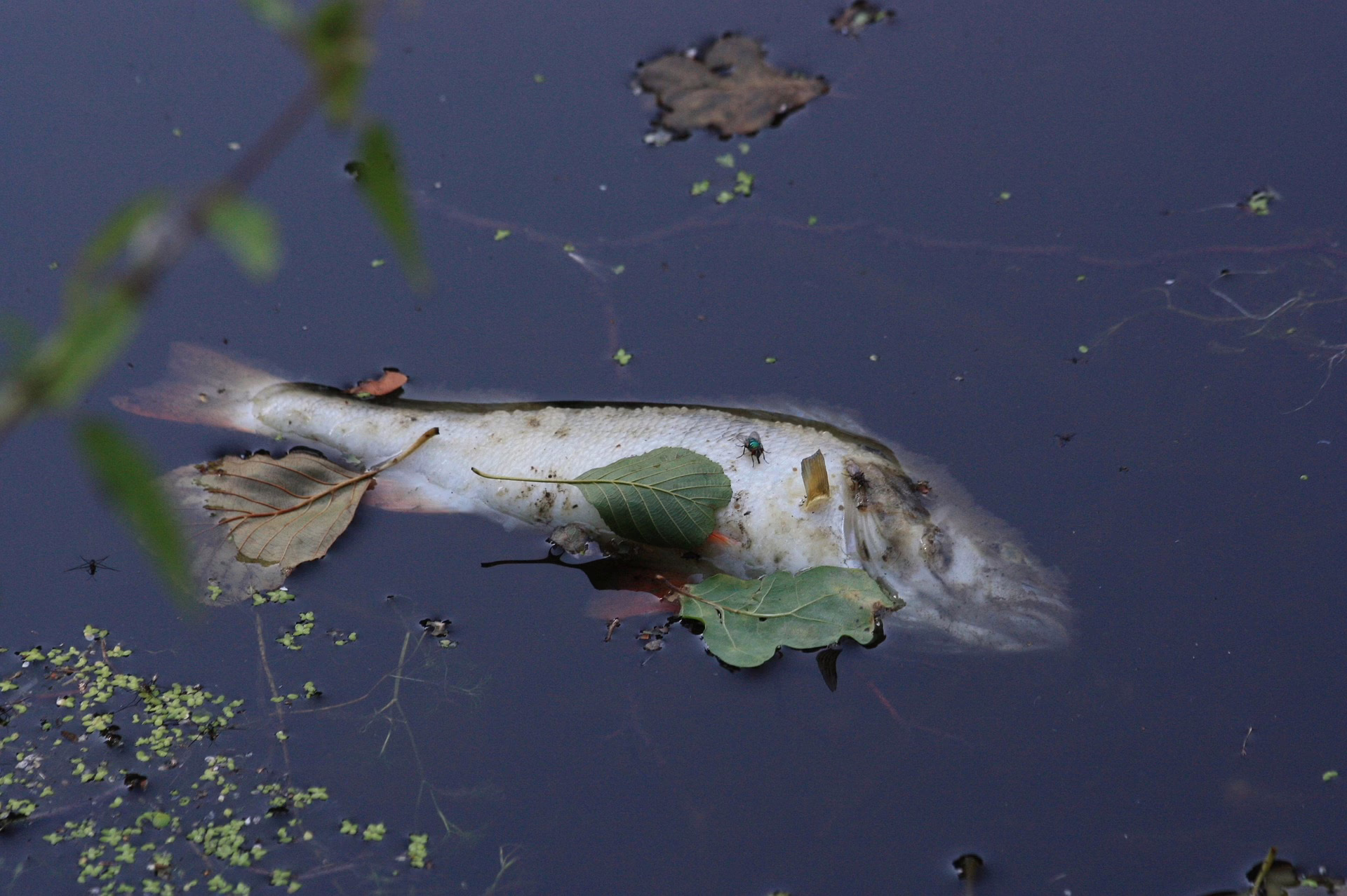 Fish kills unlikely with drought and algal bloom Fish kills unlikely with drought and algal bloom