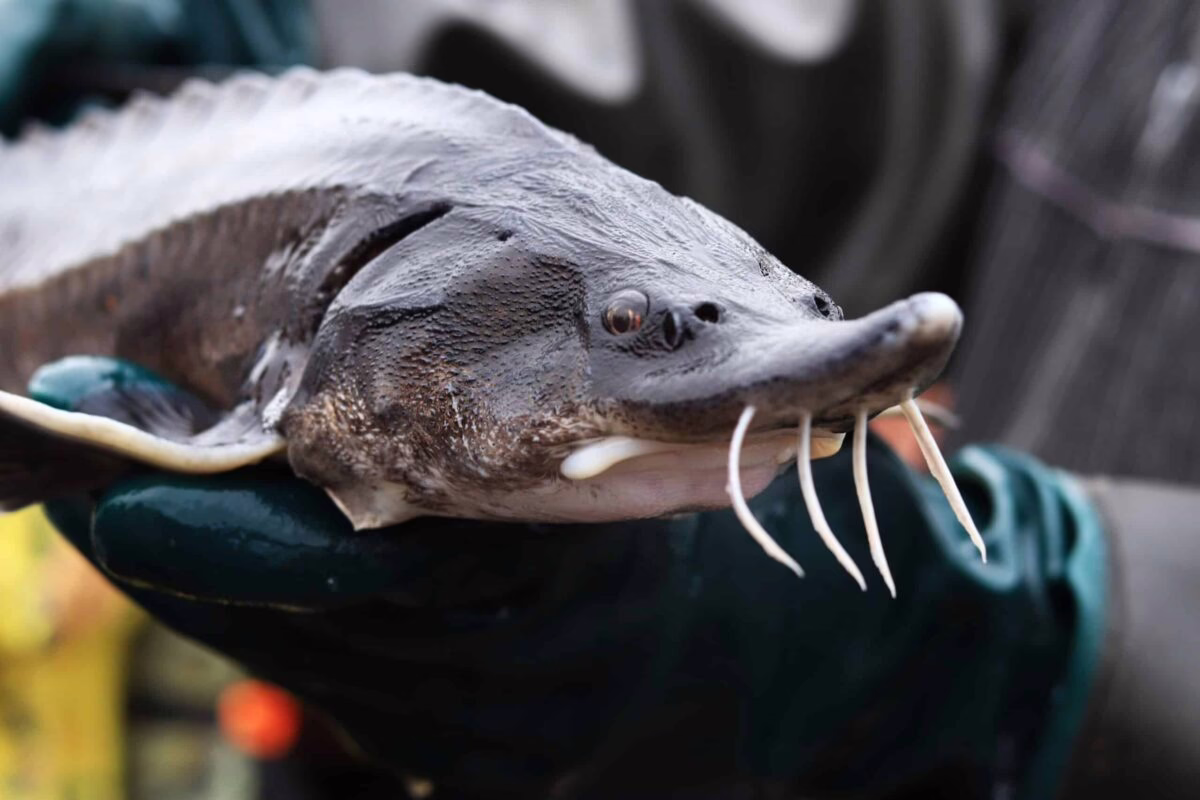 For the first time in its history, St. Croix Chippewa release sturgeon For the first time in its history, St. Croix Chippewa release sturgeon