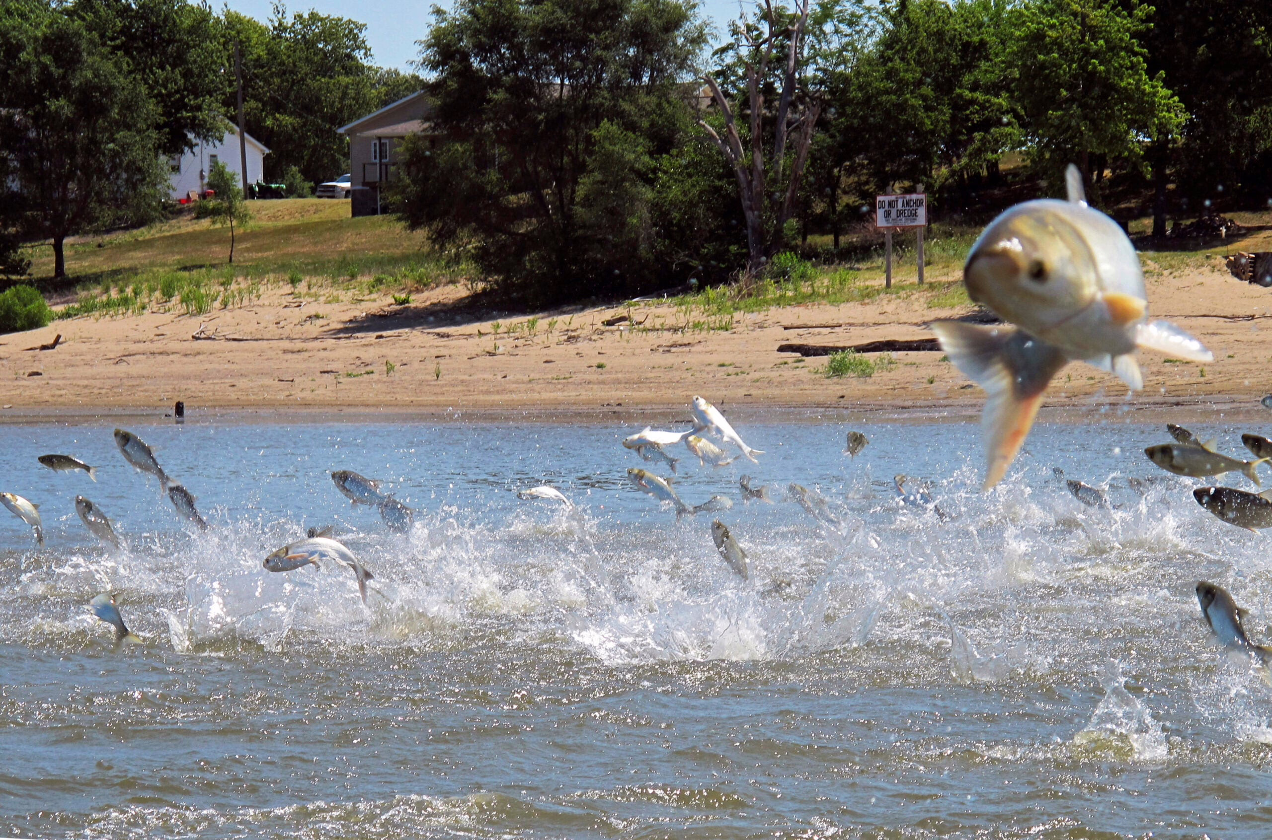 Illinois one step closer to keeping invasive carp out of Great Lakes