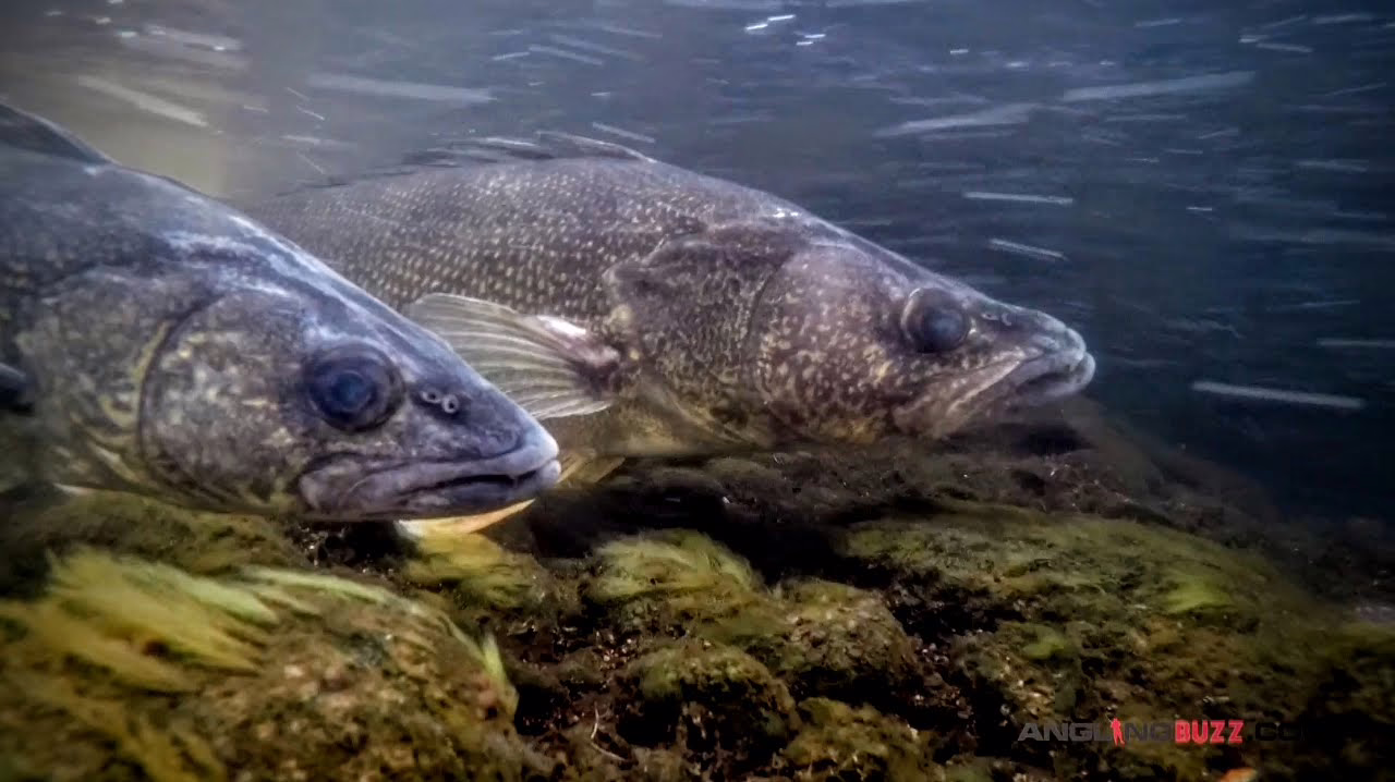 New Saginaw Bay reef aims to boost whitefish, walleye spawning New Saginaw Bay reef aims to boost whitefish, walleye spawning