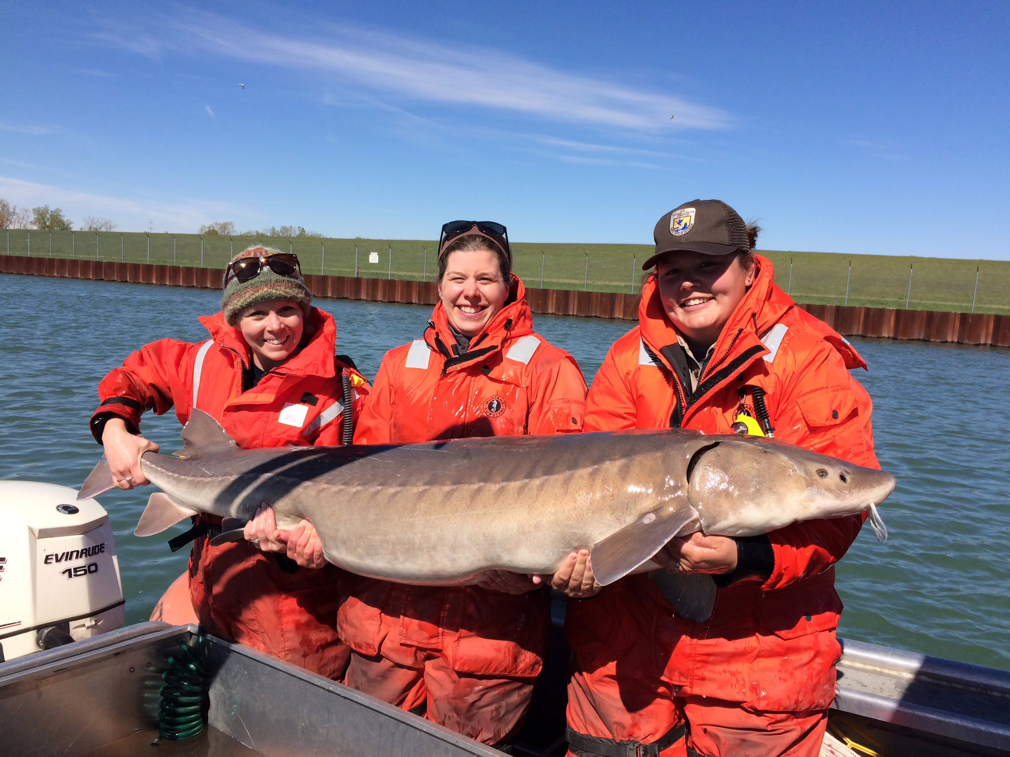 Stocking sturgeon: Officials reintroduce native fish to Lake Erie Stocking sturgeon: Officials reintroduce native fish to Lake Erie