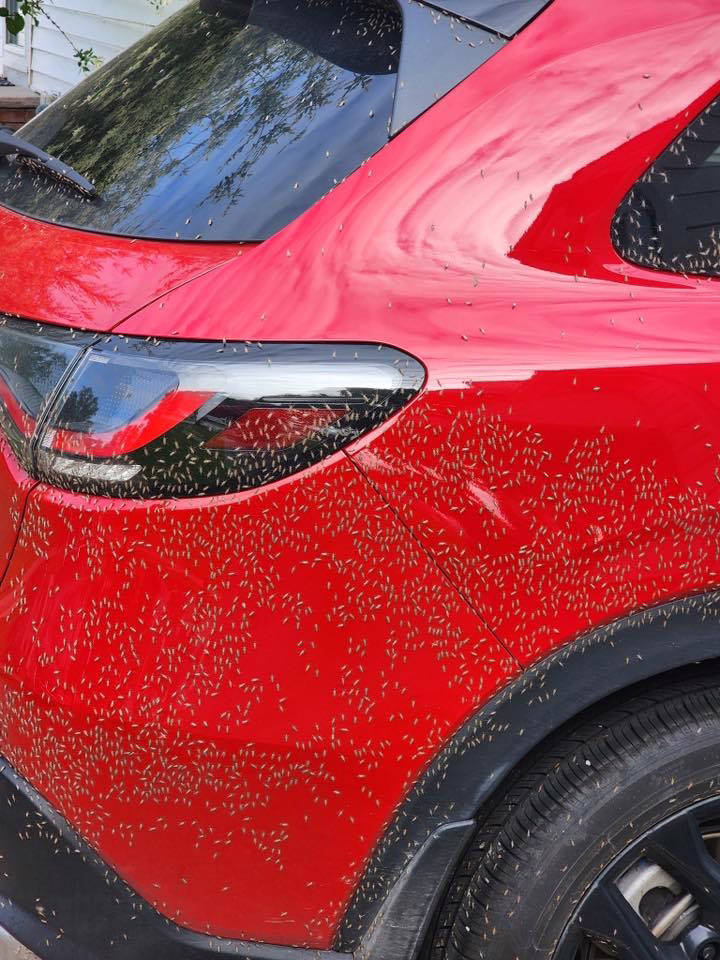 Why midges are suddenly back in Northeast Ohio Why midges are suddenly back in Northeast Ohio