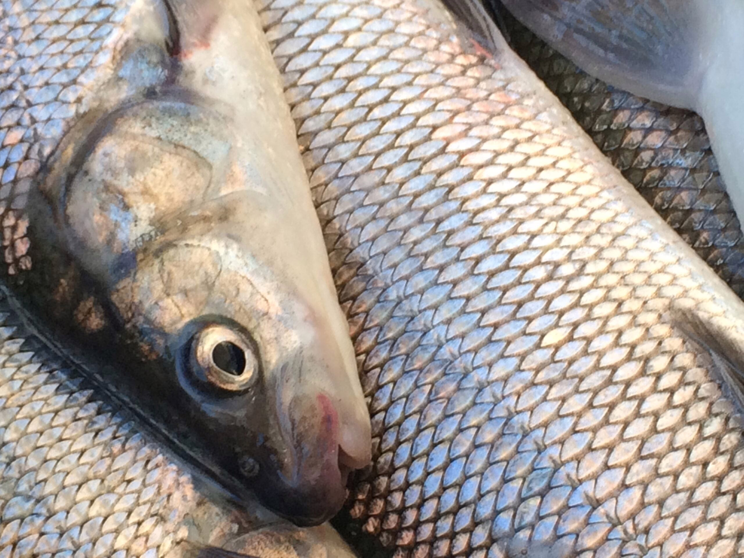 DNR recommends reduced lake whitefish harvest quota for Lake Michigan