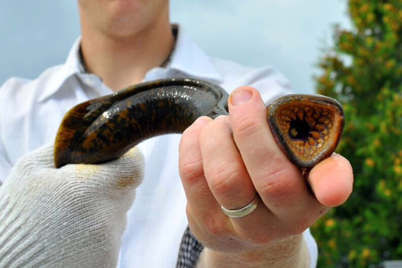 Invasive sea lamprey declining as control efforts in the Great Lakes resume