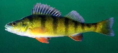 ODNR releases hatch data for walleye, yellow perch