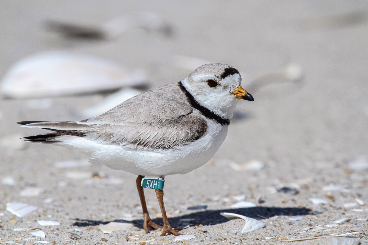 The comeback continues: A fourth record-breaking year for Great Lakes piping plovers
