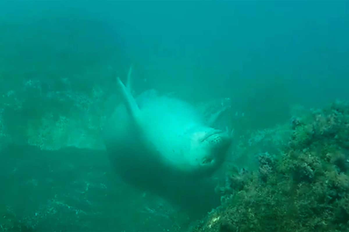 Underwater film gives a true fish-eye view of what’s below Sleeping Bear