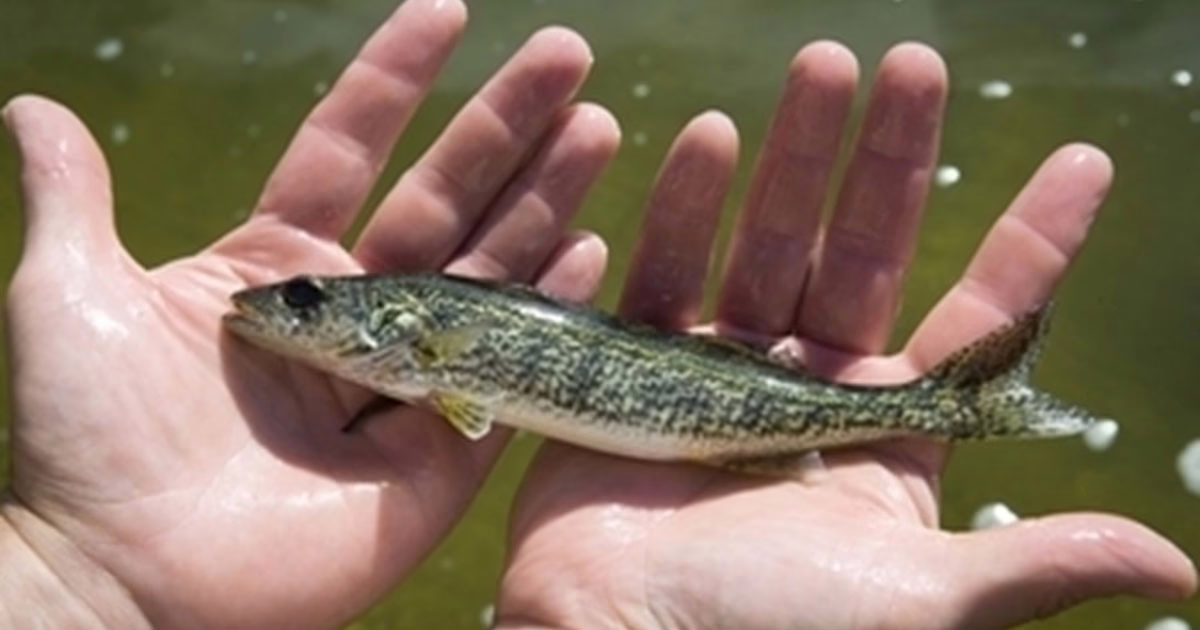 648,000 fall fingerlings stocked in Michigan waters