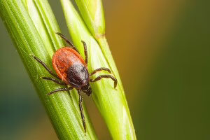 Expert: record-breaking winter temps won’t be enough to hamper Michigan’s tick season