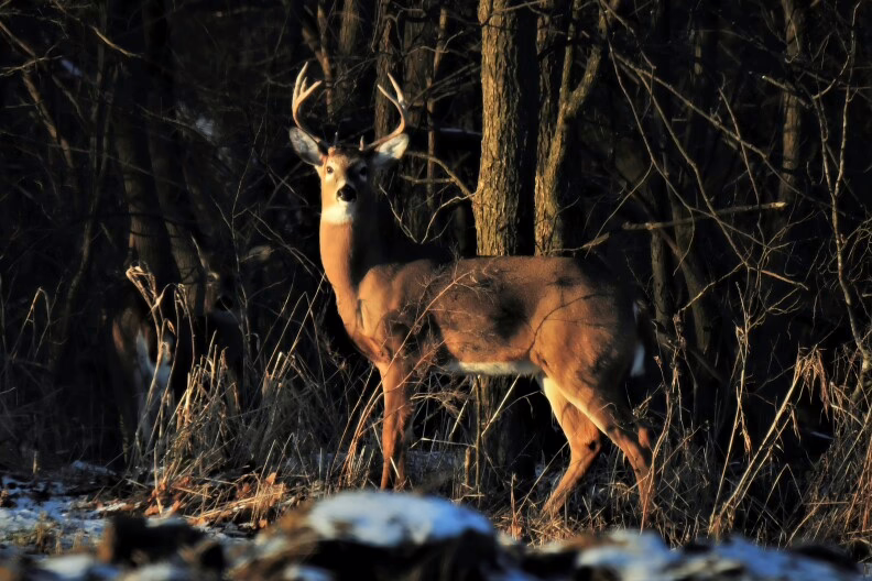 Michigan’s Natural Resources Commission to allow hunters to use electronic kill tags