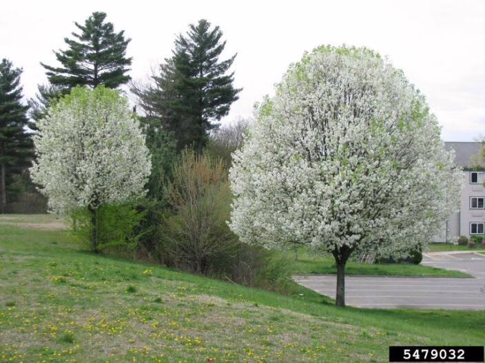 Q&A: What to know about Michigan’s proposed invasive plants