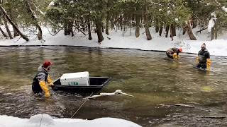 Conservationists stock Great Lakes whitefish eggs in a northern Michigan river
