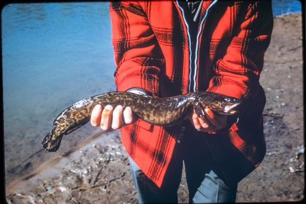 Counting burbot