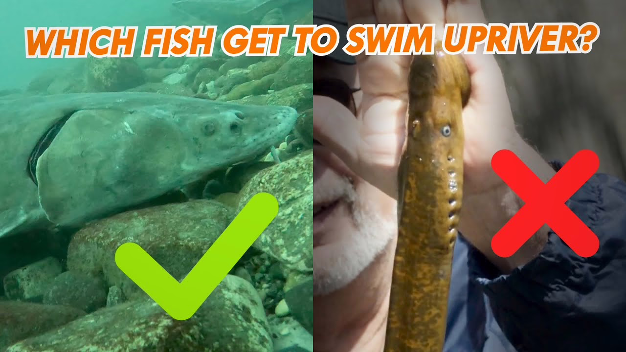 How this river keeps unwanted fish away