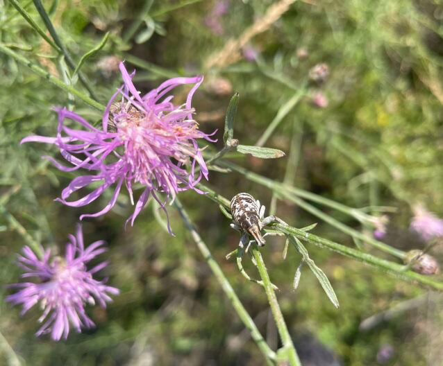 Michigan considers allowing weevil releases to limit spread of invasive knapweed