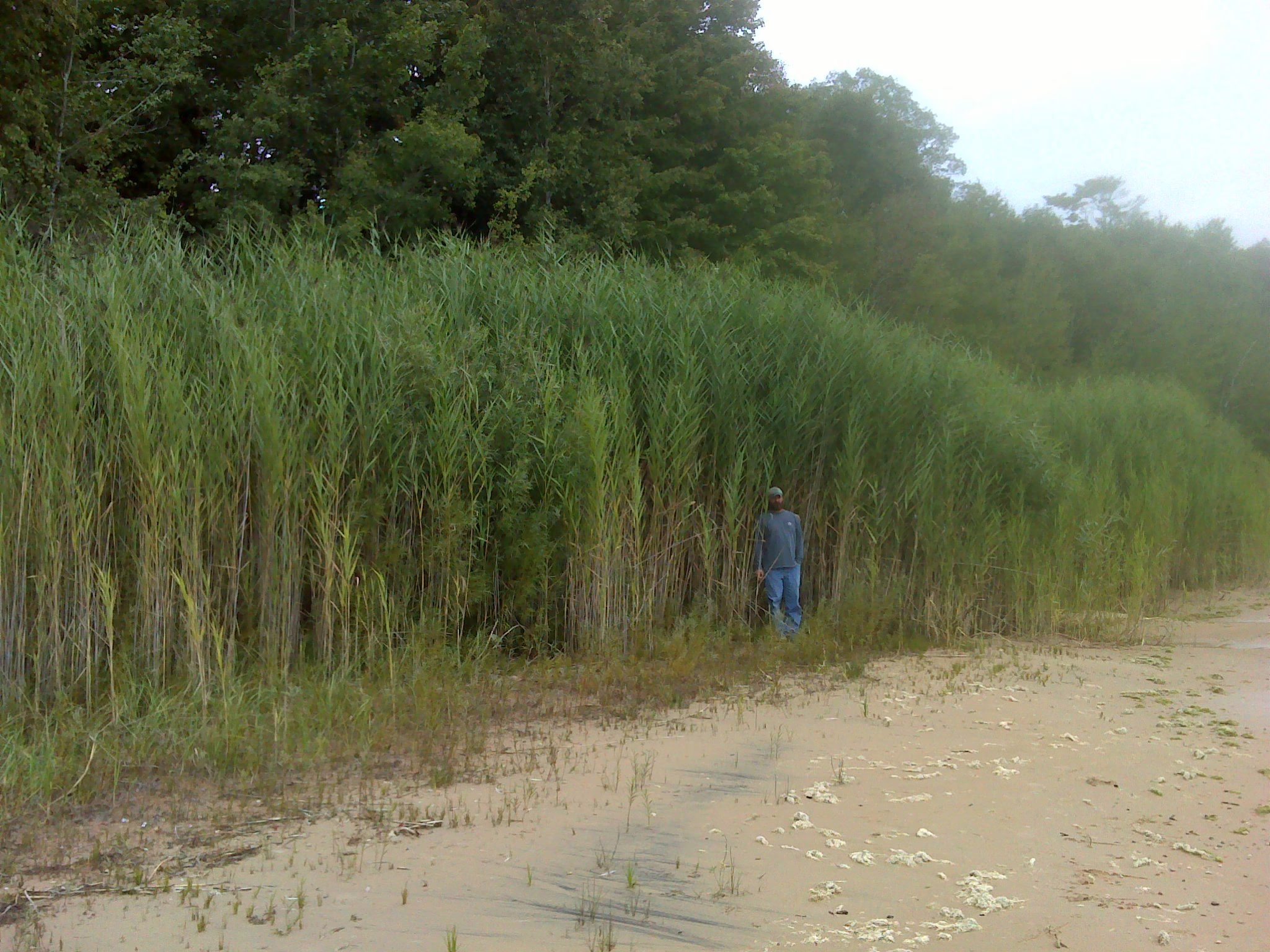 UP groups support National Invasive Species Awareness Week