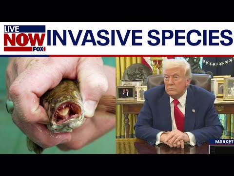 Trump ‘working with’ Whitmer to keep carp out of the Great Lakes