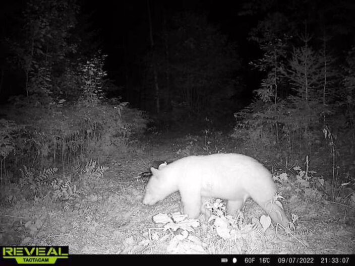 Black bears spotted in West Michigan emerging from hibernation